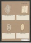 Navicula hennedyi W.Sm. (de-Toni-Nr.: Genus 1, Species 364) Zeichnungen Sammlung Grunow Nr. 813 (NHMW-BOT-W0367239)